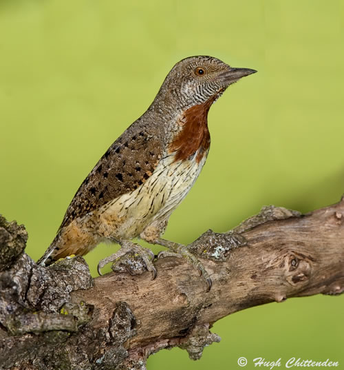 Red-Throated Wryneck 
