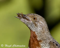 Red-Throated Wryneck
