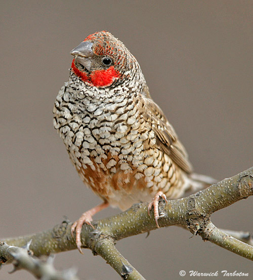 hybrid Cut-throat x Red-headed Finch