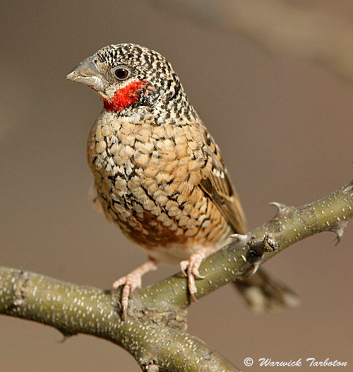 Male Cut-throat Finch