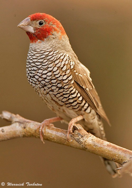 Male Red-headed Finch