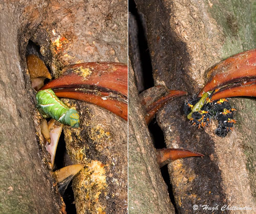 Both smooth skinned and ‘hairy’ caterpillars were brought to the nest. 