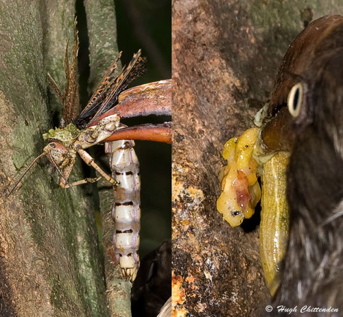 Foul smelling Green Milkweed Locusts (left) were common prey items and the occasional slug (right) was also delivered to the nest. 