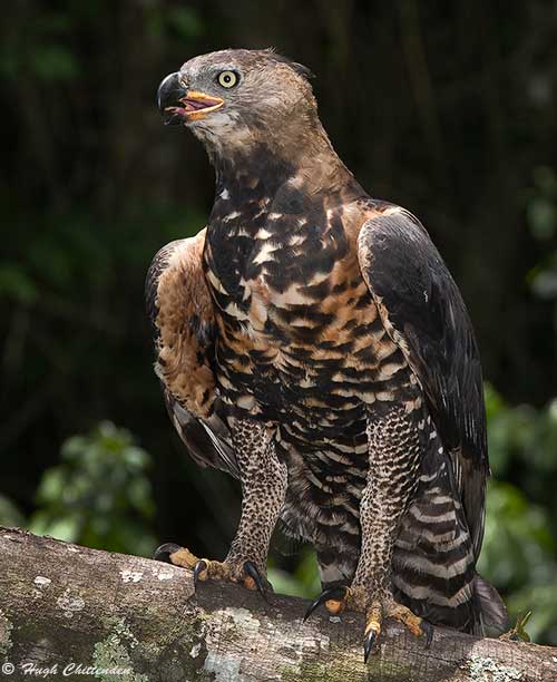 African Crowned Eagle female in Dlinza forest, KwaZulu-Natal, South Africa.