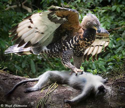 Female showing huge powerful talons. 