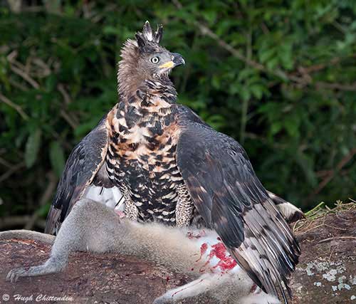 Female mantling prey after another raptor flew overhead.