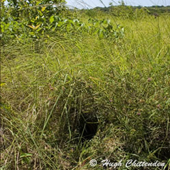 Black Coucal nest Site