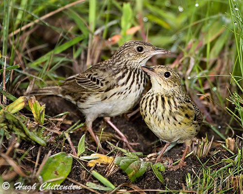 male and female Short-Tailed Pipit 