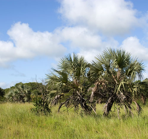Palm savanna
