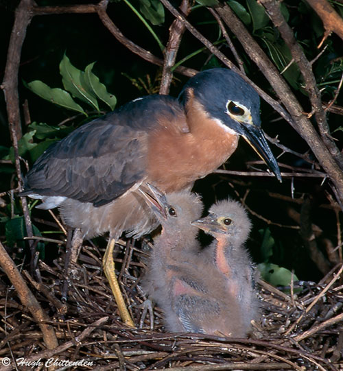 White-backed Night-Heron with 2 week old chicks