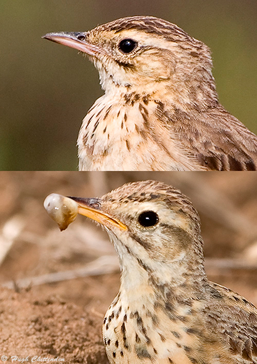 Mountain and Africn Pipit Bill camparisons