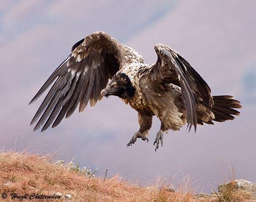 imm Bearded Vulture landing