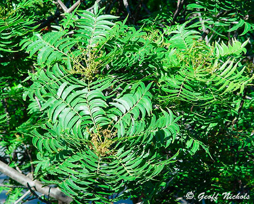 The terminal cluster of leaves form in a whorl shape