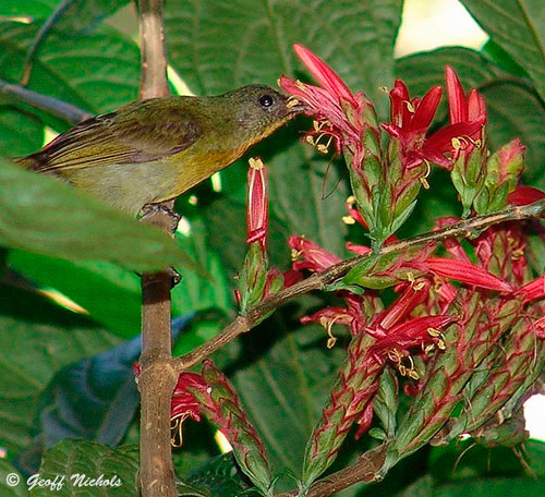 An Olive Sunbird Cyanomitra olivacea feeding on nectar.