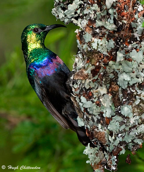 Purple-banded Sunbird Cinnyris bifasciatus