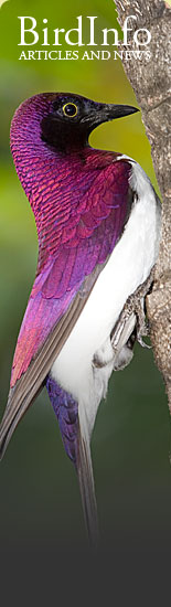 BirdInfo.co.za - Birds Articles and news