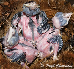 Chicks on day 7