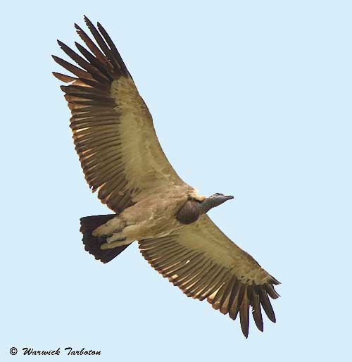 Cape Vulture in Flight