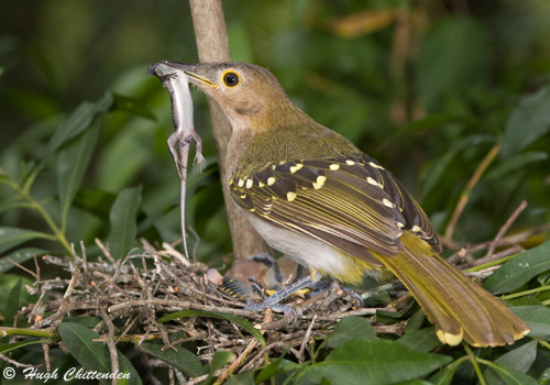 Prey of Eastern Nicator