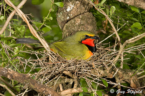 Gorgeous Bish-Shrike Brooding
