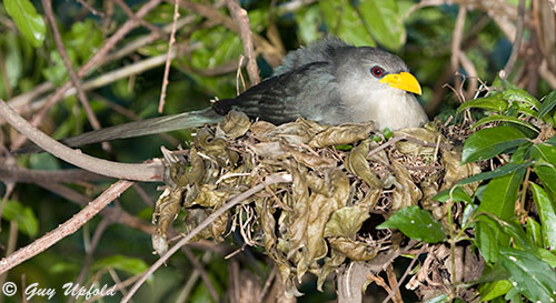 Female Brooding young chicks