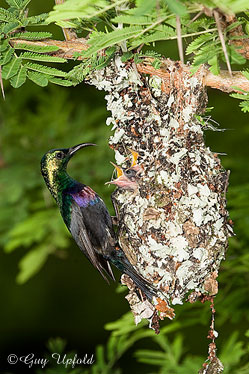 male Purple-banded Sunbird