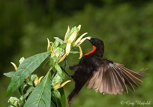Scarlet-chested Sunbird