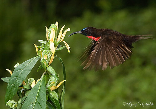 Scarlet-chested Sunbird