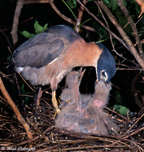 White-backed Night-Heron feeding
