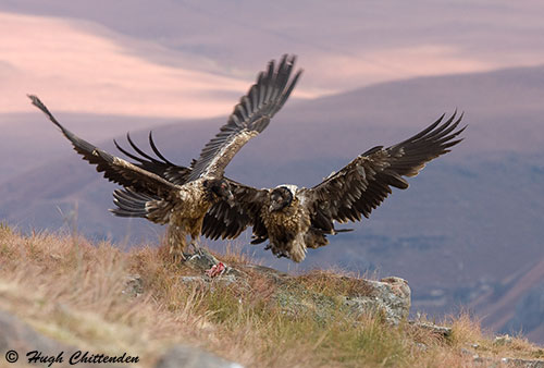 Immature Bearded Vultures