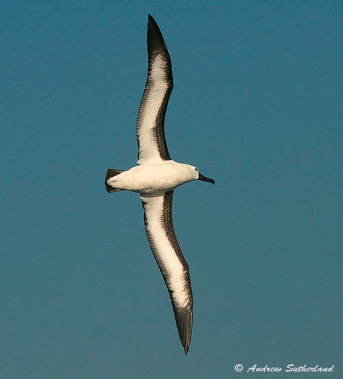 Indian Yellow-nosed Albatross